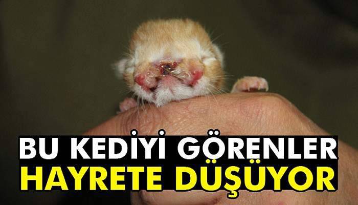 3 gözlü, 2 burunlu doğan kedi, görenleri şaşırttı