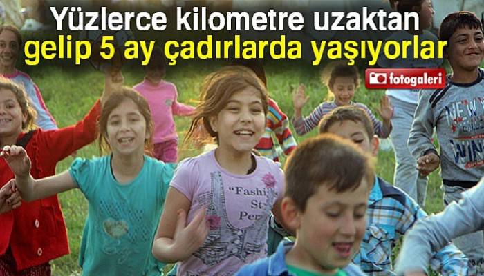  Bu çocuklar yüzlerce kilometre uzaktan gelip 5 ay çadırlarda yaşıyor