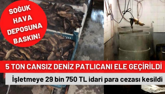   5 ton cansız deniz patlıcanı ele geçirildi