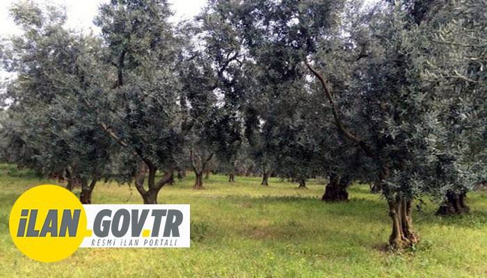 YAKLAŞIK 49 BİN METREKARELİK ZEYTİNLİK KİRAYA VERİLECEK