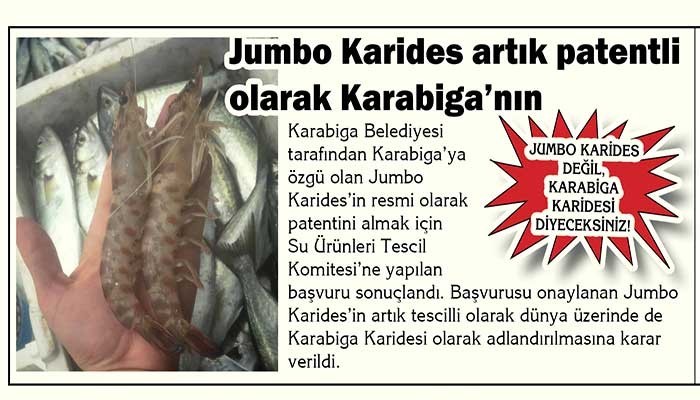 Jumbo Karides artık patentli olarak Karabiga’nın