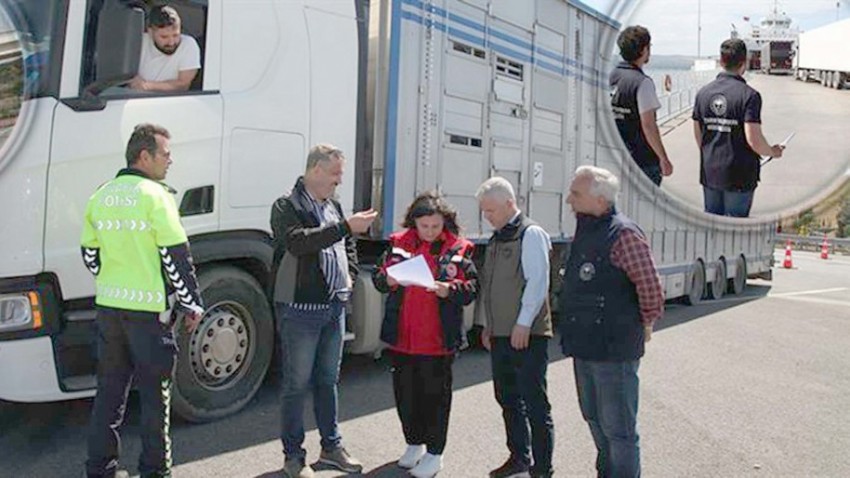  Kurban Bayramı Öncesi Canlı Hayvan Kontrollerinde Hayvan Refahı Ön Planda