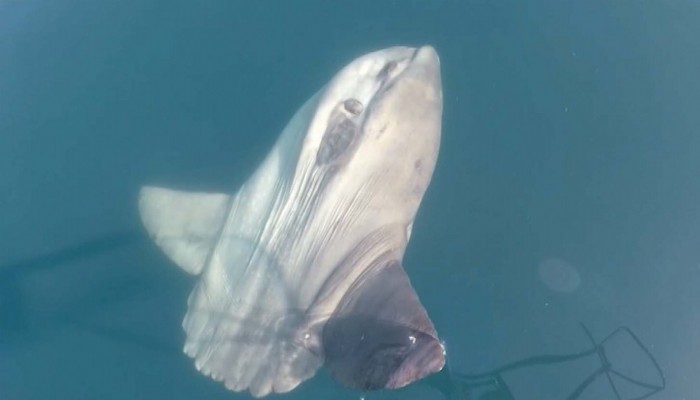 Gökçeada açıklarında ay balığı ve balinaları görüntüledi (VİDEO)