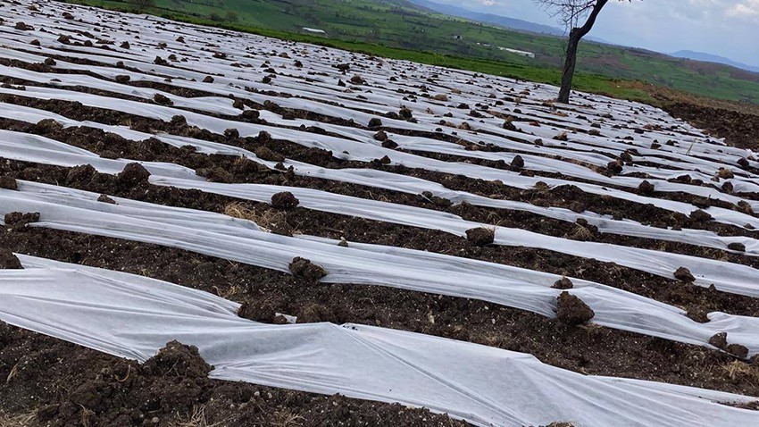Hacıpehlivan Köyü’nde Yeni Sezonun İlk Domates Fideleri Toprakla Buluştu