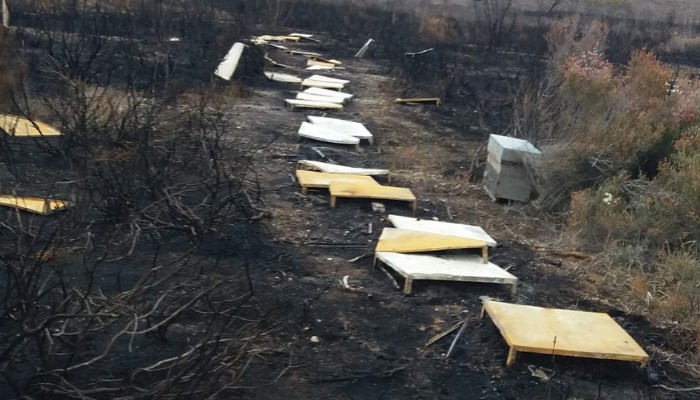 72 ADET ARI KOVANINI YAKAN ŞAHIS 2 AY SONRA İTİRAF ETTİ