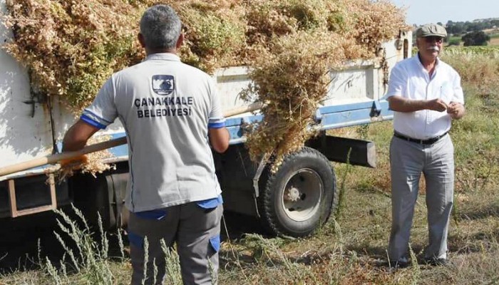 Atalık Nohutların Hasadı Gerçekleşti