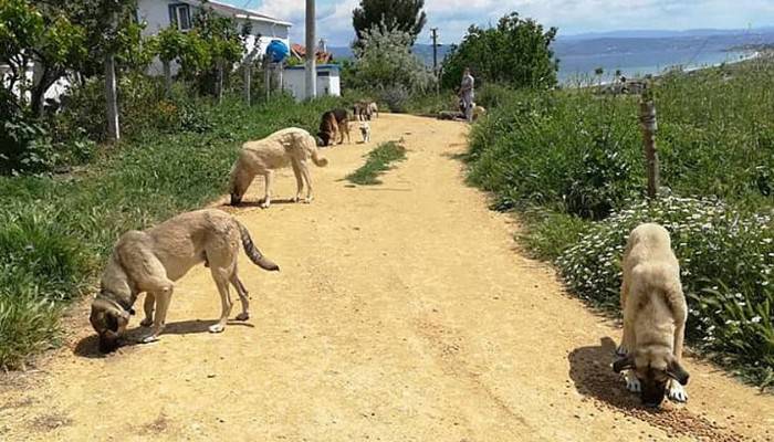 Gelibolu'da kısıtlamada sokak hayvanları unutulmadı