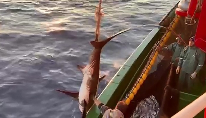 Balıkçı ağlarına köpekbalığı takıldı