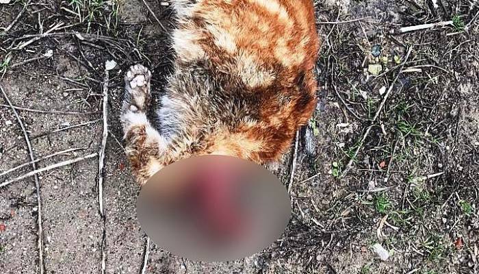 Kafası kesilen kedi hayvanseverleri harekete geçirdi