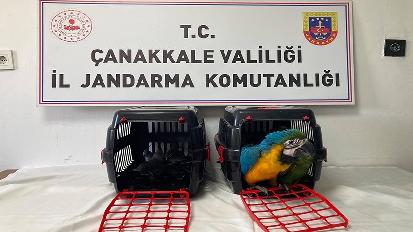 1915 Çanakkale Köprüsü'nde Egzotik Kuş Operasyonu