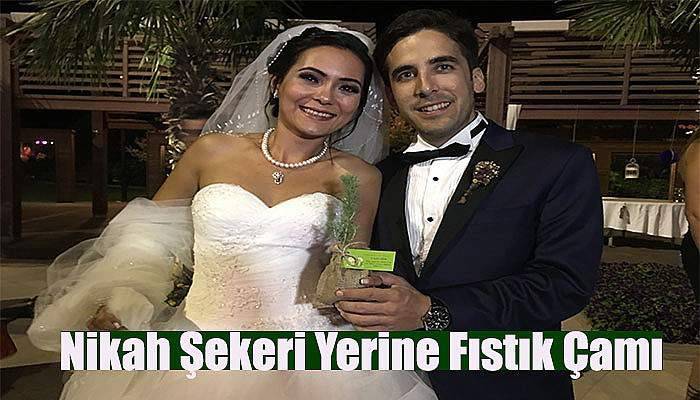  Nikah şekeri yerine fıstık çamı