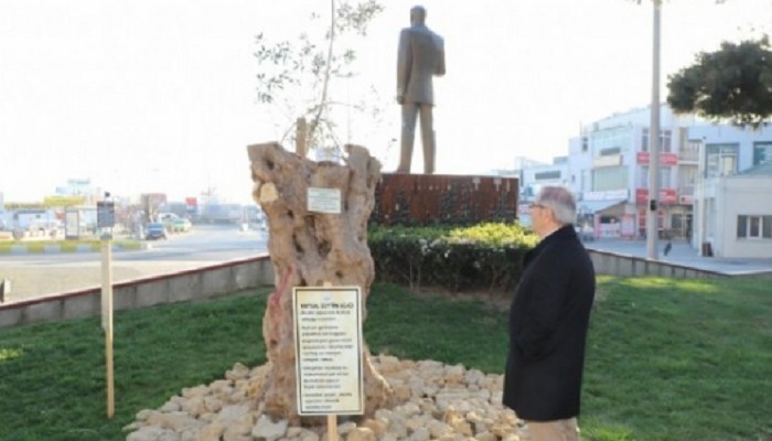 Asırlık kutsal zeytin ağaçları ilçe Merkezindeki park alanlarına dikildi