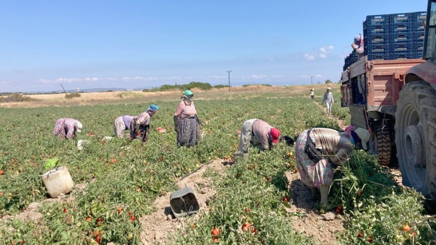 Salçalık Domatesin Fiyatı Geriledi