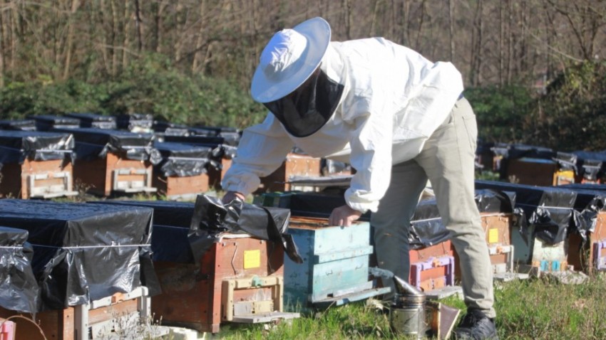 Küresel ısınma arıların dengesini bozdu (VİDEO)