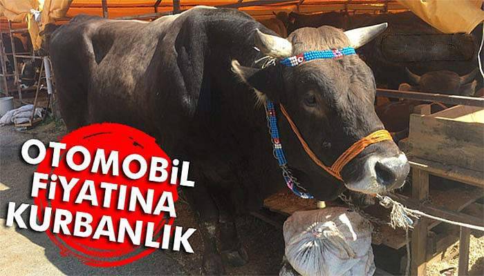 Otomobil fiyatına kurbanlık