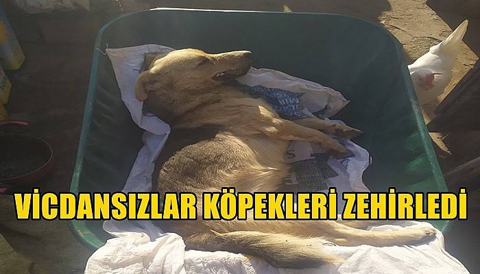 Vicdansızlar köpekleri zehirledi