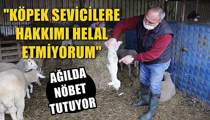 Sokak köpeklerinin saldırdığı ağılda nöbet tutuyor (VİDEO)