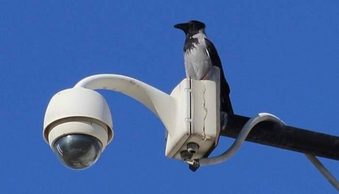 Türkiye’de yeni bir kuş türü keşfedildi