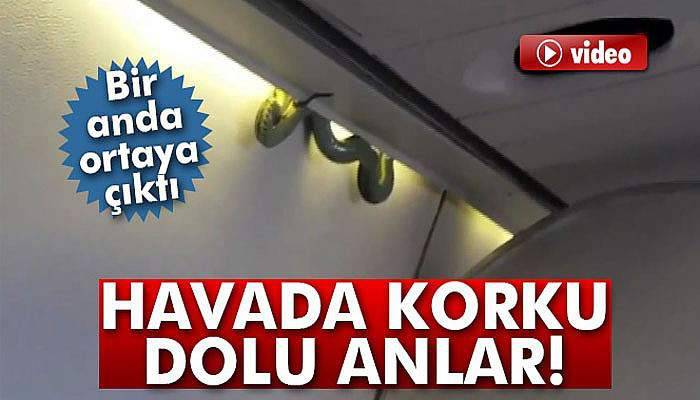 Uçakta yılan şoku!