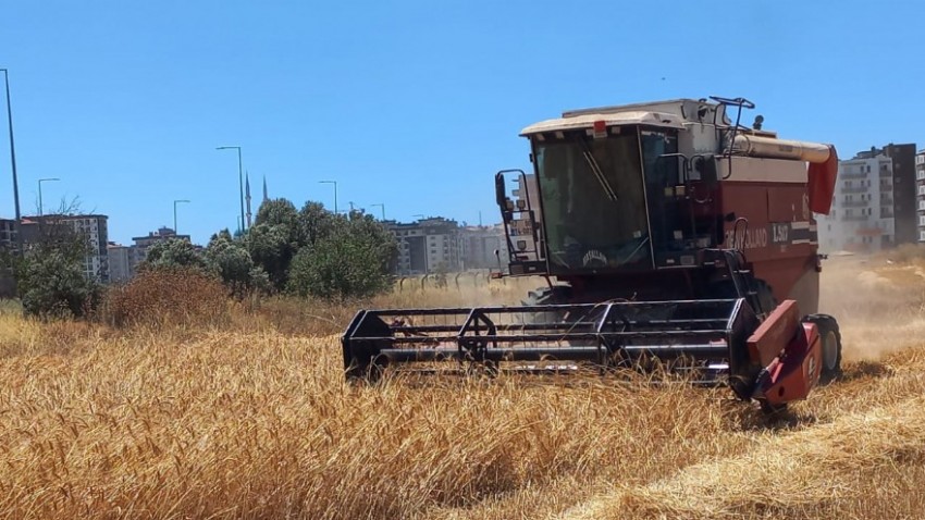 Atalık Buğday ve Yemlik Arpanın Hasadı Gerçekleştirildi