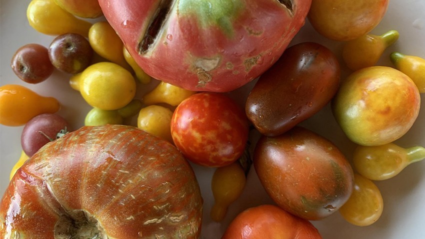 Atalık Tohumlarla Doğal Tarım Çanakkale’de Canlanıyor