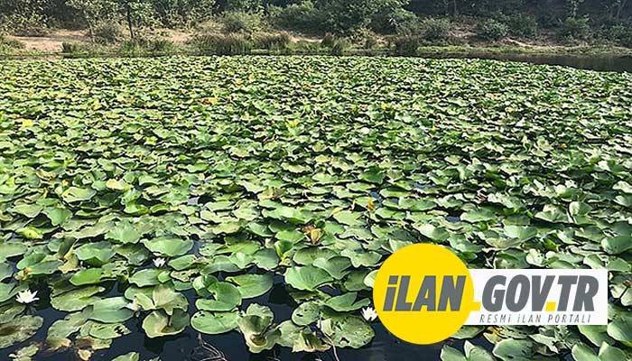 NİLÜFER GÖLÜ MESİRE ALANI ÇEVRE DÜZENLEMESİ VE AHŞAP YÜRÜYÜŞ YOLU YAPTIRILACAK