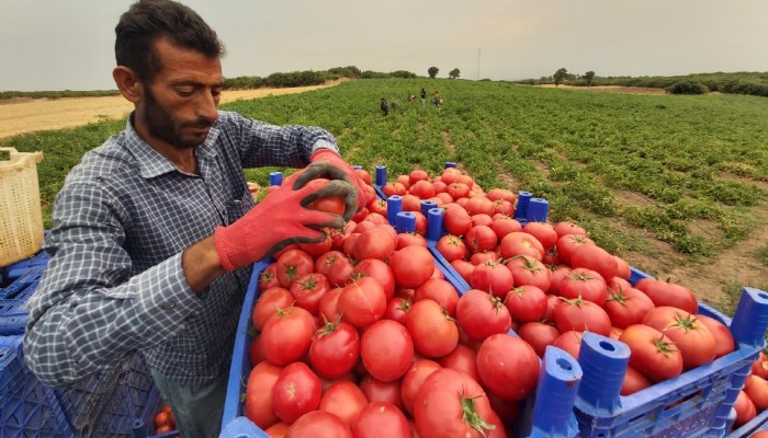 Çanakkale domatesinde hasat başladı (VİDEO)