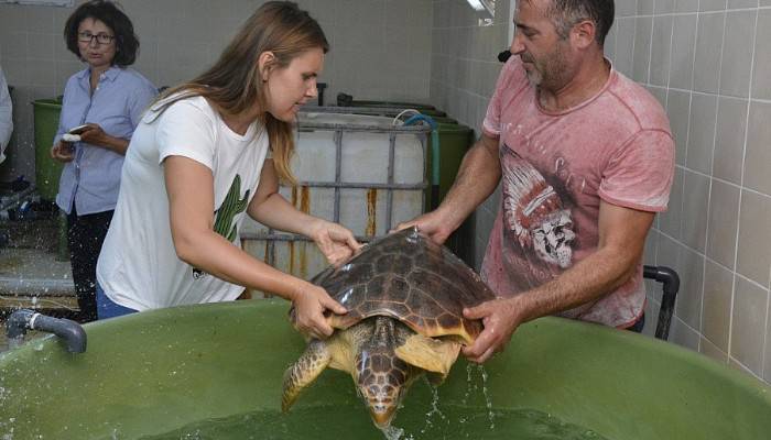  2 deniz kaplumbağası denize geri döndü