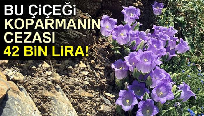 Bu çiçeği koparmanın cezası 42 bin lira