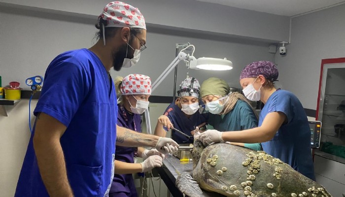 Deniz kaplumbağasına ameliyat