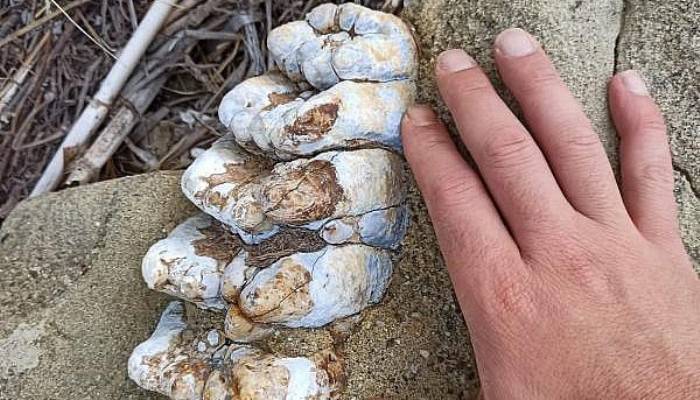 ÇANAKKALE'DE 9 MİLYON YILLIK FİL FOSİLİ BULUNDU
