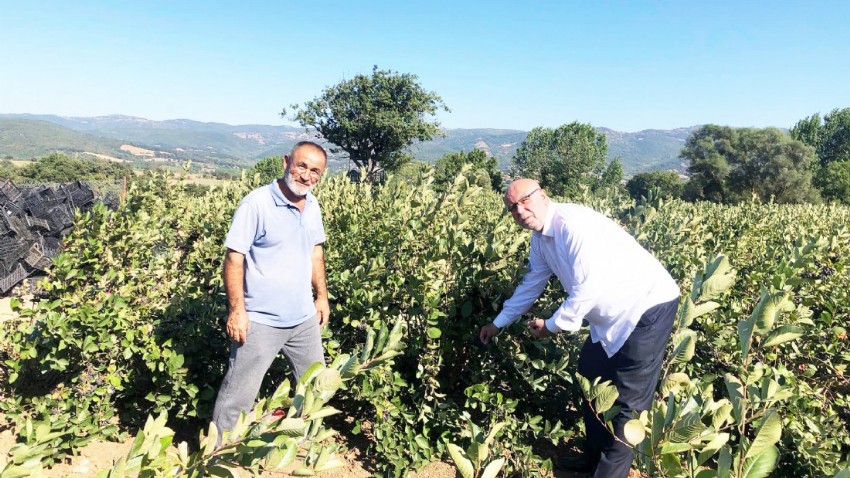Çanakkale Ticaret Borsası Başkanı Abdullah Deniz, Biga’daki Aronya Üreticisini Ziyaret Etti