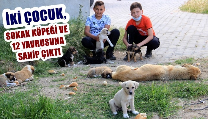 Bayramiç'te 2 çocuk, sokak köpeği ve 12 yavrusuna sahip çıktı (VİDEO)