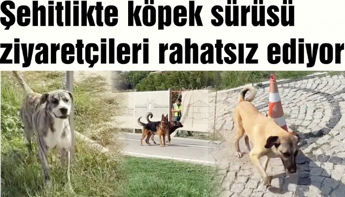 Şehitlikte köpek sürüsü ziyaretçileri rahatsız ediyor