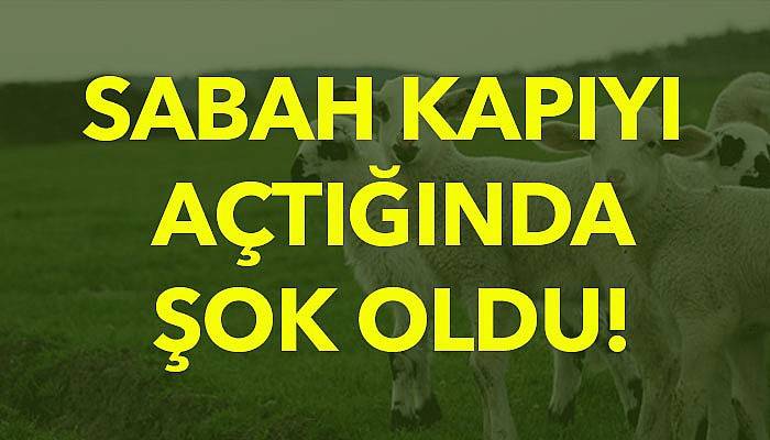 Sabah kapıyı açtığında şok oldu!