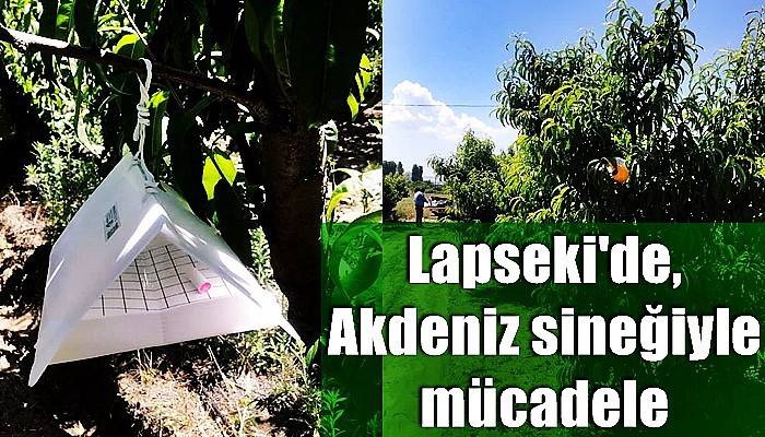 Lapseki'de, Akdeniz sineğiyle mücadele