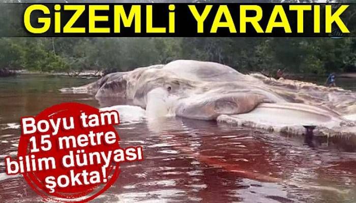 Endonezya'da devasa büyüklükteki yaratık kıyıya vurdu
