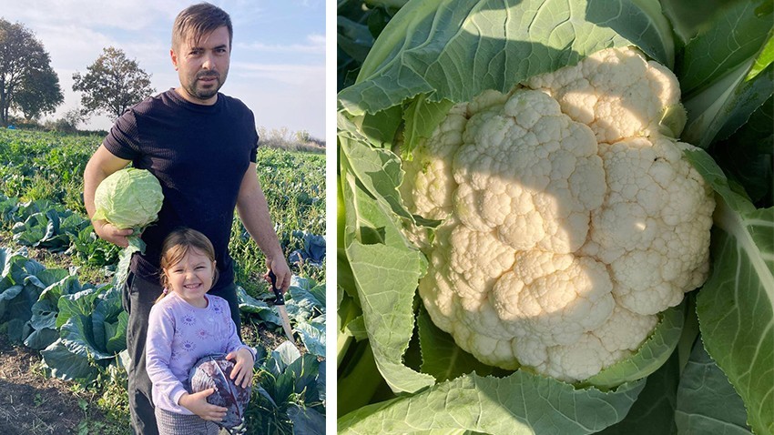 Hacıpehlivan Köyü’nde Karnabahar ve Lahana Hasadı Başladı