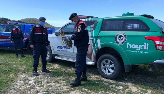 Jandarmanın bulduğu, nesli tükenmekte olan balabana tedavi