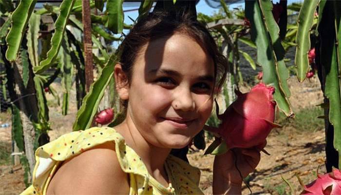 Antalya'da pithaya hasadı başladı