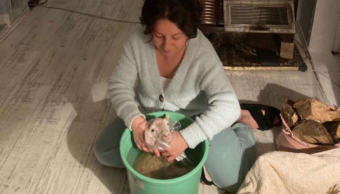HAYVANSEVER ÇİFT KUZUYU EL BEBEK BÜYÜTÜYORLAR