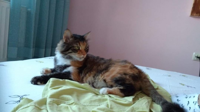Çanakkale'de kaybolan bu kediyi bulana 1000 dolar ödül var!