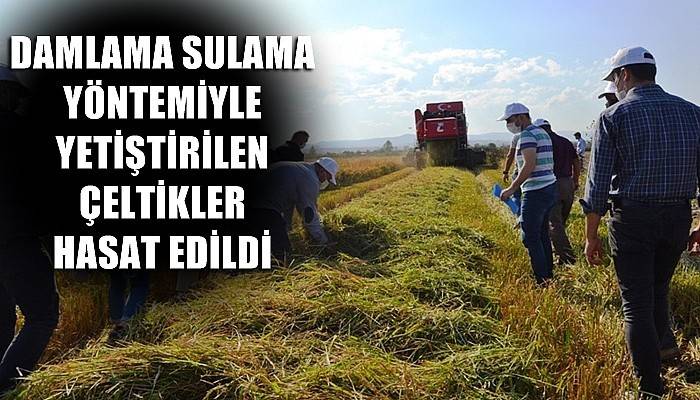 Biga’da damlama sulama ile yetiştirilen çeltikler hasat edildi (VİDEO)