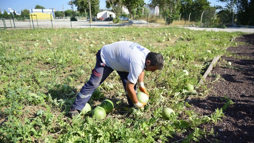 Çanakkale Belediyesi'nden Atalık Tohum Atağı: Üretici Destek Projeleri Başvuruları Başladı