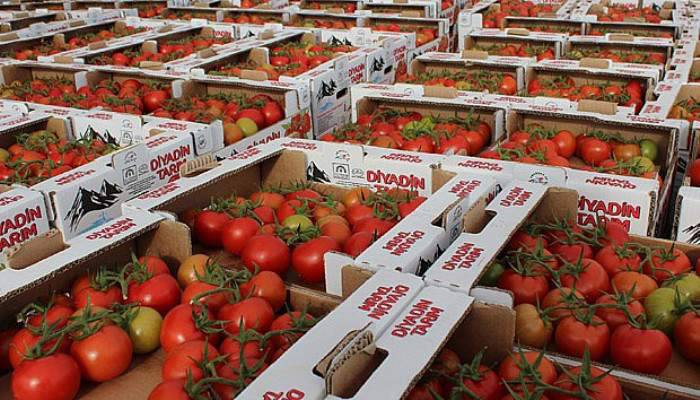  Eksi 40 derecede domates üretiliyor