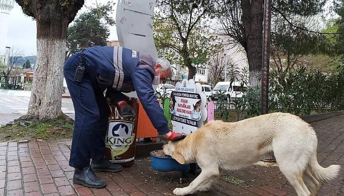 Çan Belediyesi sokak hayvanlarını unutmadı