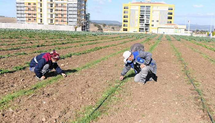 Kışlık sebze üretimine de başladı