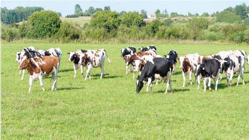 Kurbanlık hayvanların sevkinde uyulacak kurallar belirlendi