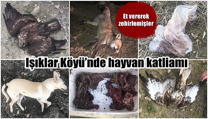 Işıklar Köyü’nde hayvan katliamı