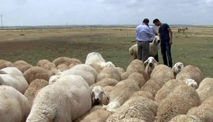 Çobanlar isyan etti